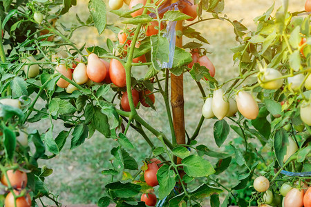 成熟的有机西红番茄美种在农场种图片