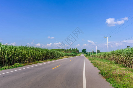 泰国农村道路附近农场甘蔗种植的美丽景色图片