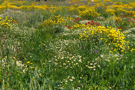 美丽的春天草原西里岛景观马扎里诺卡尔塔尼塞塔图片
