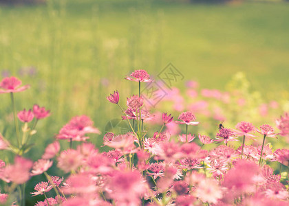 夏初的英国花园场景有着美丽的粉红色花朵绿色背图片