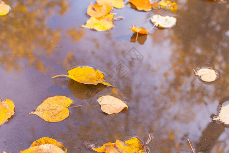 水坑里的秋叶图片