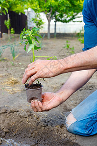 农民在蔬菜园植种幼苗种植番茄手图片