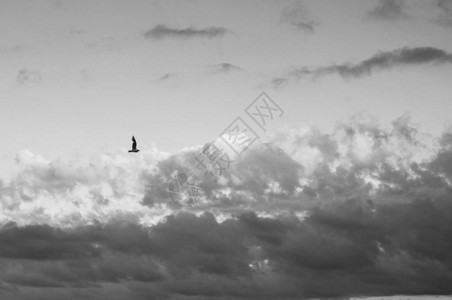 在风景如画的多云天空中单飞海鸥侧视图图片
