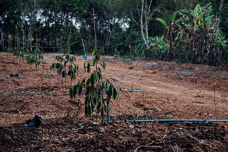 榴莲幼苗或树苗榴莲是泰国的水果之王图片