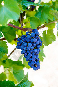 准备收获的蓝葡萄由成熟酒厂的葡萄酒商酿制意大利托斯卡纳著名的葡萄园制图片