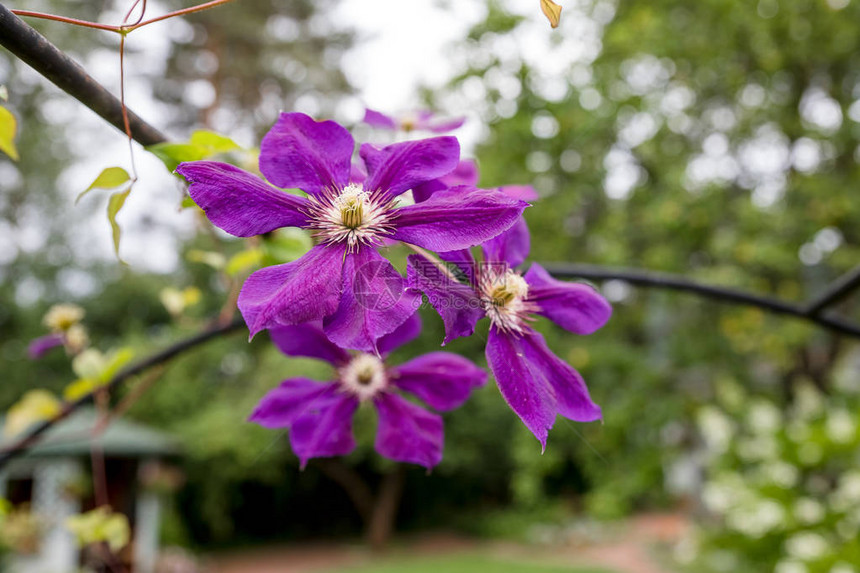 鲜花盛开的紫罗兰花和小滴雨图片