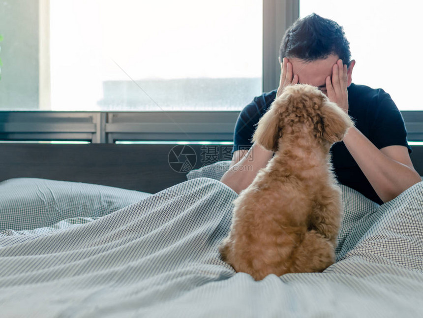 一只可爱的年轻棕色贵宾犬看着主人图片