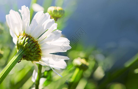 夏天背景白菊花在图片