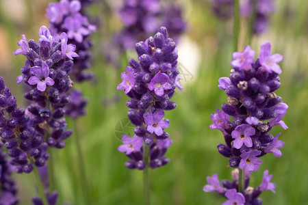 种植薰衣草盛开的紫罗兰香薰衣草花图片