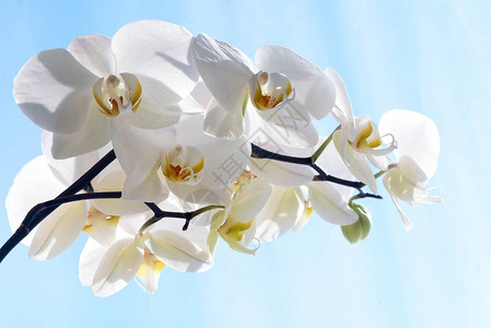 美丽白色兰花朵Palaenopsis图片