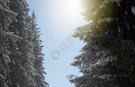 新鲜的雪花从郁葱的常绿松杉树上飘落下来图片