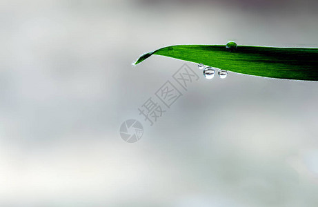 雨水滴从绿色的花园叶子上垂下图片