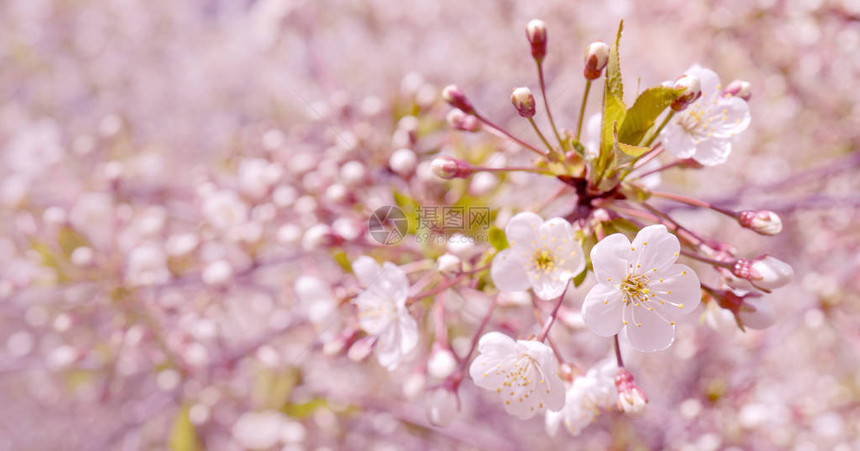 春花樱桃图片