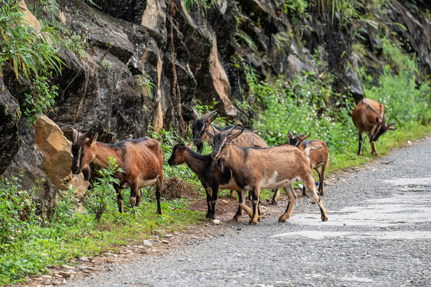 棕色山羊群在乡村山谷吃草图片