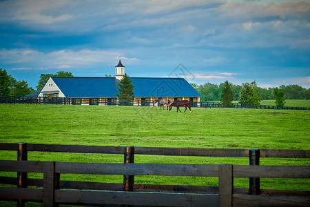 两匹纯种马在田野里吃草背景是马厩图片