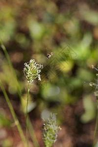 胡佛苍蝇接近野草花图片