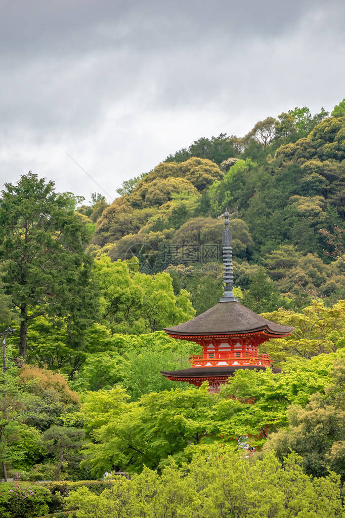 在日本京都的林山上有着春叶颜色的古老图片