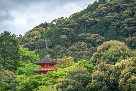 在日本京都的林山上有着春叶颜色的古老高清图片