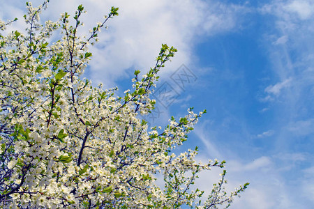 在蓝天背景的樱花分支白色的花朵和绿色的叶子春天的风图片