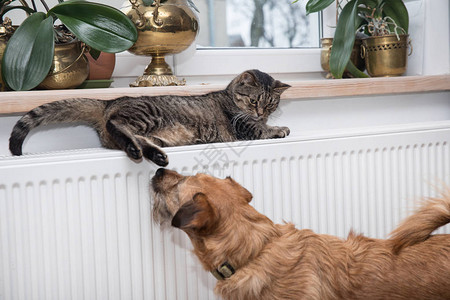 虎斑猫躺在温暖的散热器上图片
