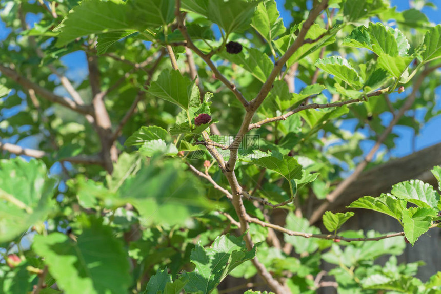 接近美国得克萨斯州达拉斯附近的树枝上生长的甜黑木莓黑葡萄干图片
