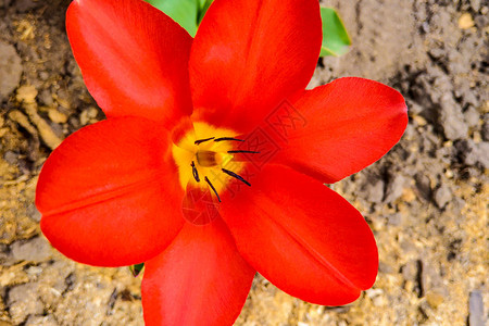 自然颜色红郁金香的宏照片背景盛开的郁金香图片