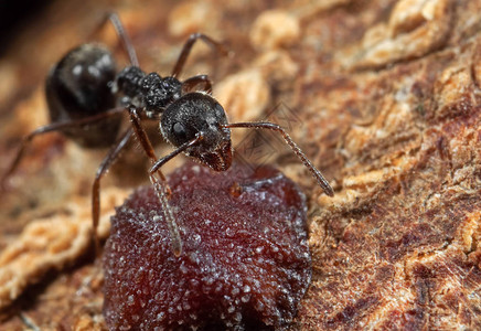 黑色花园蚂蚁在树木盒上有大规模图片