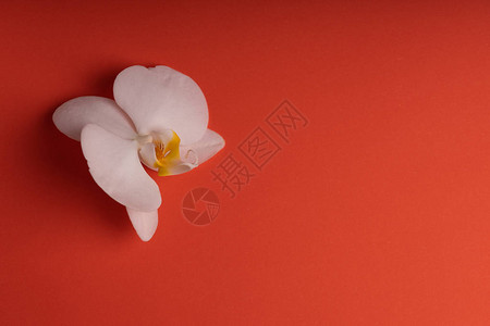 在五颜六色的背景的精美白色兰花图片