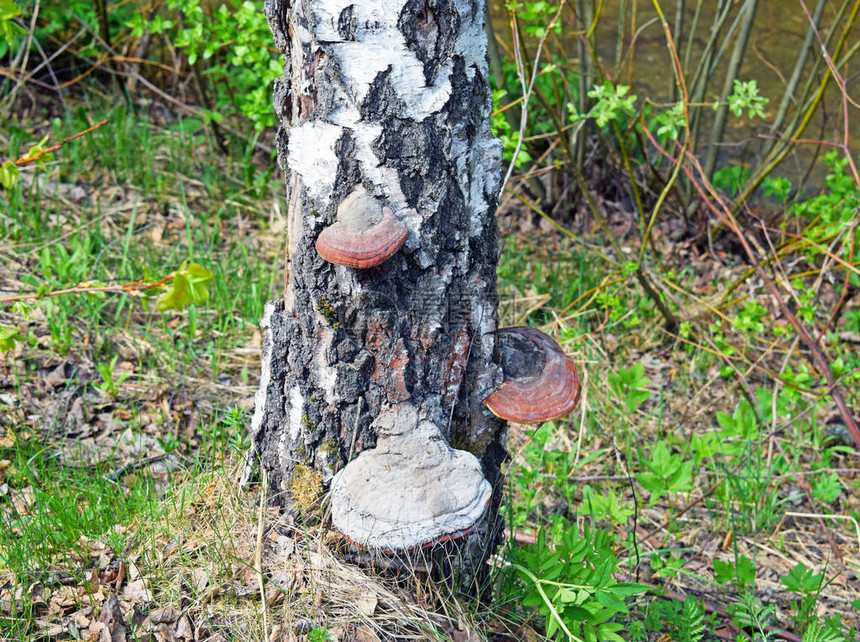 树皮上有寄生虫真菌而树皮上图片