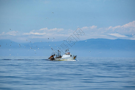 有许多海鸥的渔夫船图片