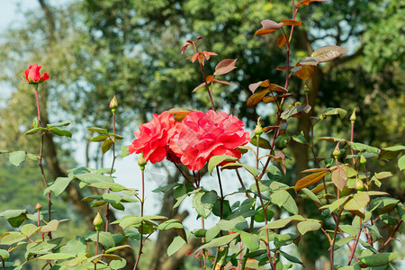 一朵红玫瑰蔷薇属蔷薇科蔷薇科高清图片