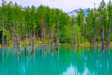 位于日本北海道美瑛镇白银温泉附近的蓝池Aoiike背景图片