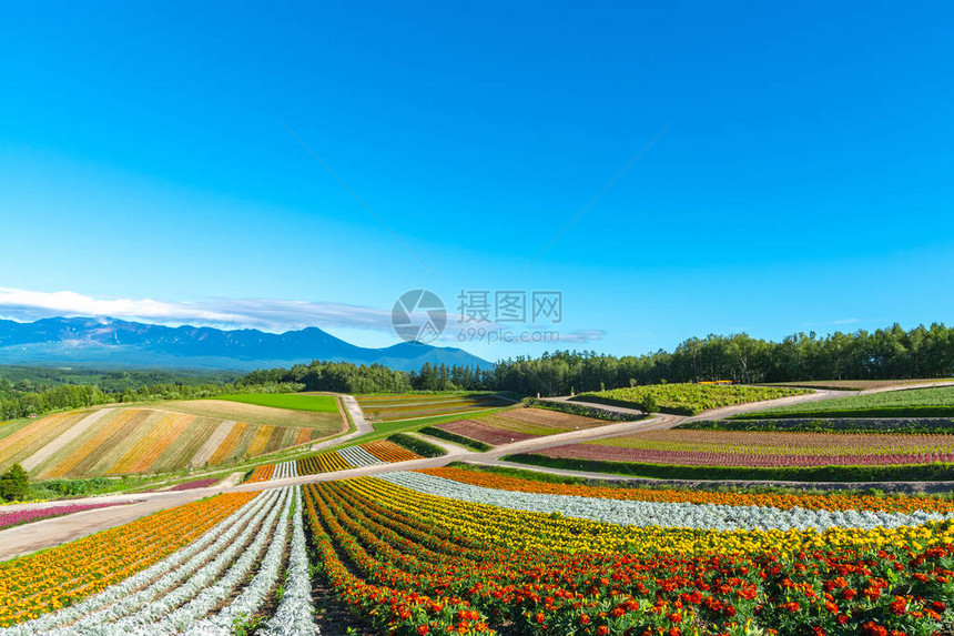 在日本北海道Biei镇非常受欢迎的观光景点Shikisainooka图片