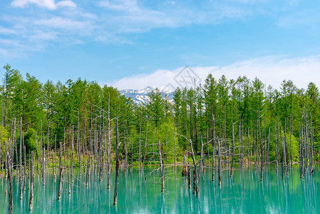 位于日本北海道美瑛镇白银温泉附近的蓝池Aoiike图片