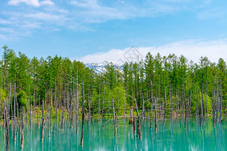 位于日本北海道美瑛镇白银温泉附近的蓝池Aoiike背景图片