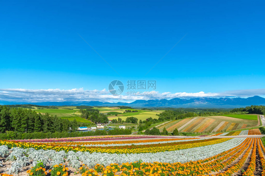 在日本北海道Biei镇非常受欢迎的观光景点Shikisainooka图片