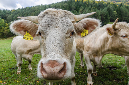 白牛在牧场上看着相机图片