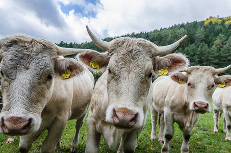 许多奶牛在牧场上的美景图片