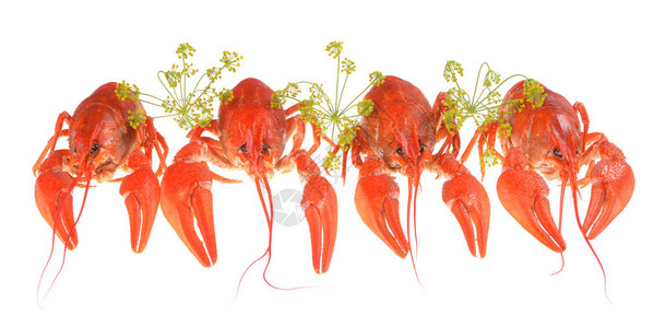 在白色背景隔绝的煮沸的红色小龙虾图片