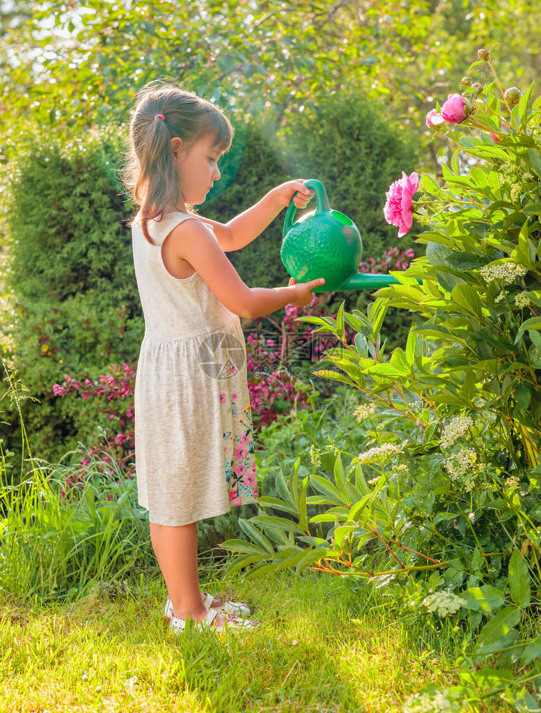 花园里夏日阳光明媚的日子小女孩在花园里浇花用绿色喷壶图片