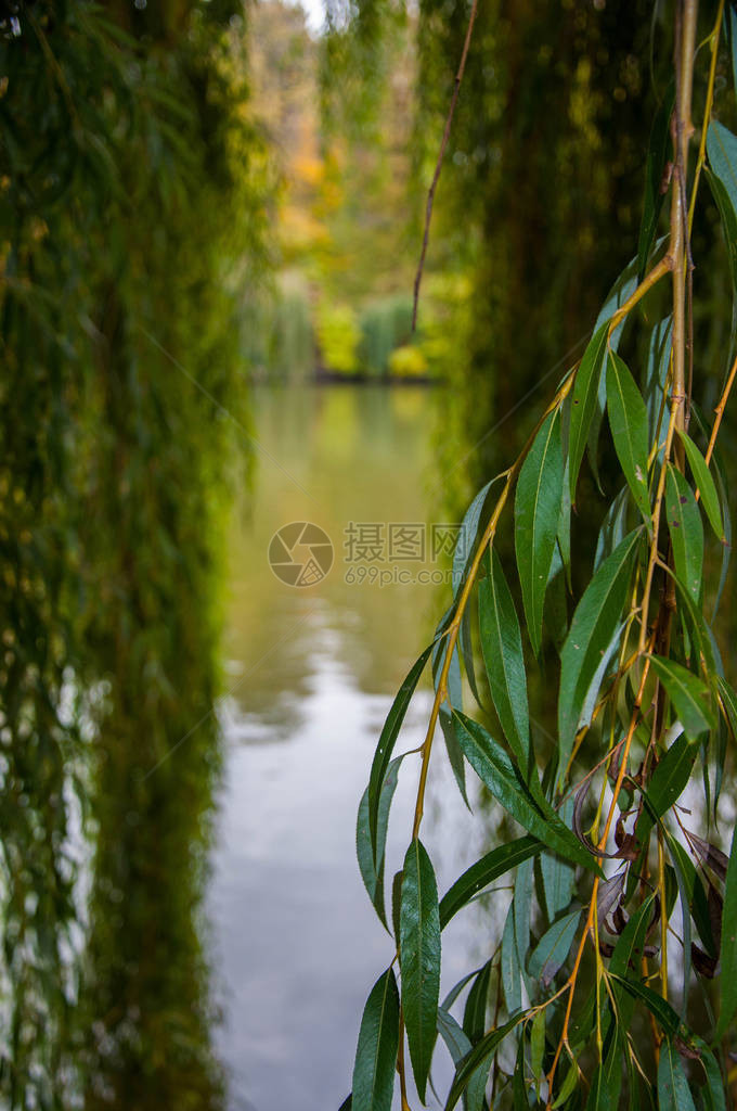 绿柳树叶和黄色蜡黄树枝特写与平静的水背景查看槽树隧道到湖水中秋天树木的倒影乌克兰乌曼Sofiyivsk图片