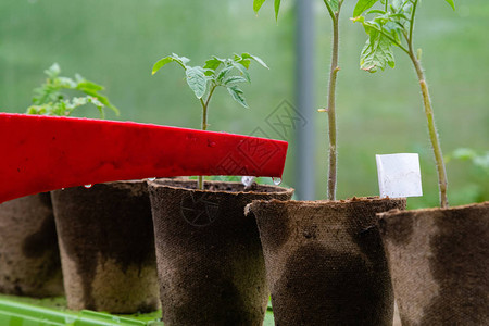 塑料喷壶或漏斗在温室里浇灌番茄植物没有给蔬菜浇水的有机图片