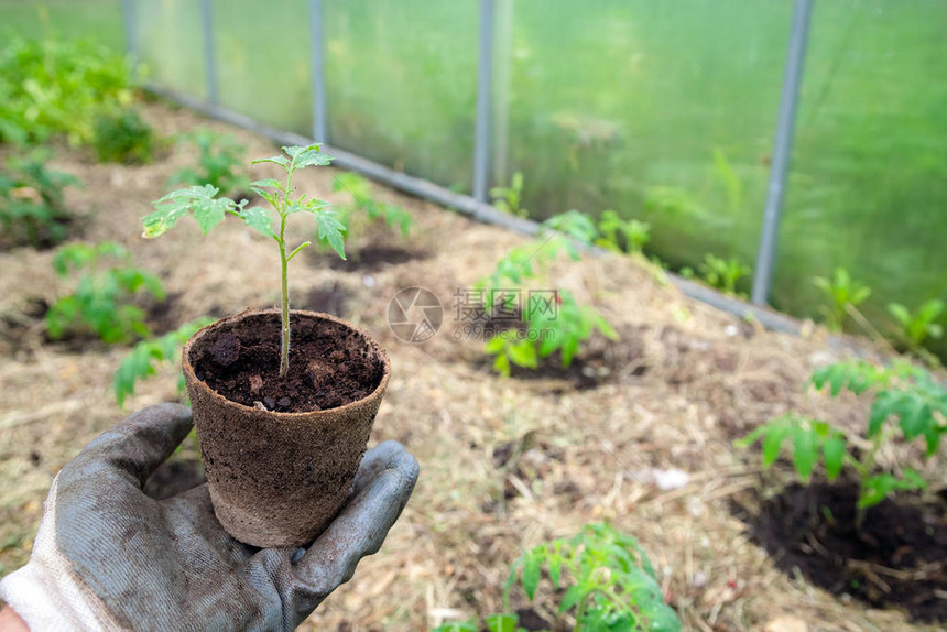 男农民在种植到土壤之前拿着有机花盆和番茄植物人准备将小番茄植图片