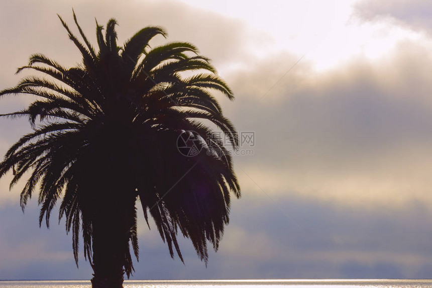 棕榈树和繁花的天空与图片