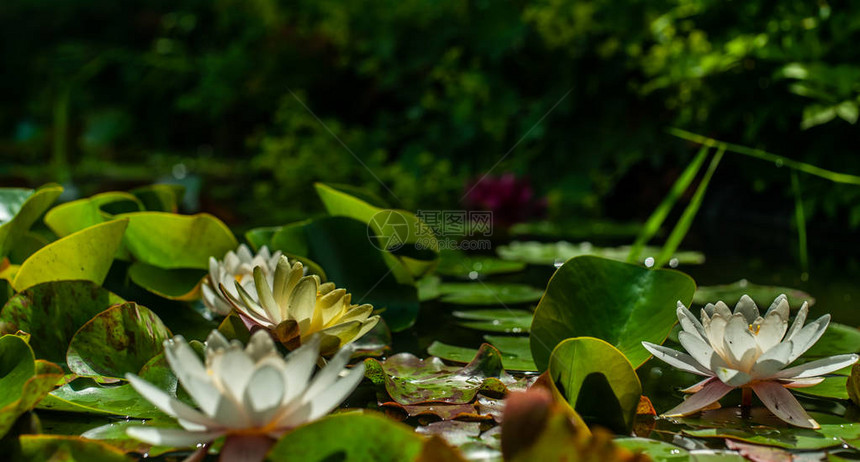 花园池塘水中的白和黄乳腺或百合花图片