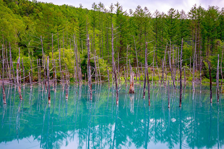 位于日本北海道美瑛镇白银温泉附近的蓝池Aoiike背景图片