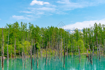 位于日本北海道美瑛镇白银温泉附近的蓝池Aoiike背景图片