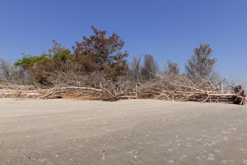美国南卡罗来纳州Hunting岛公园海平面升高造成的海岸侵蚀使树桩图片