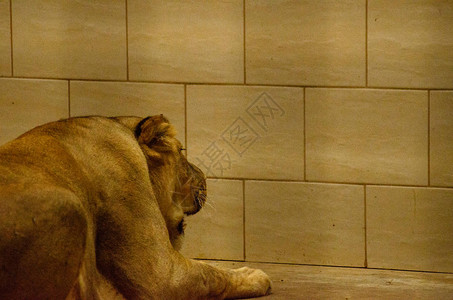 狮子在动物园笼图片