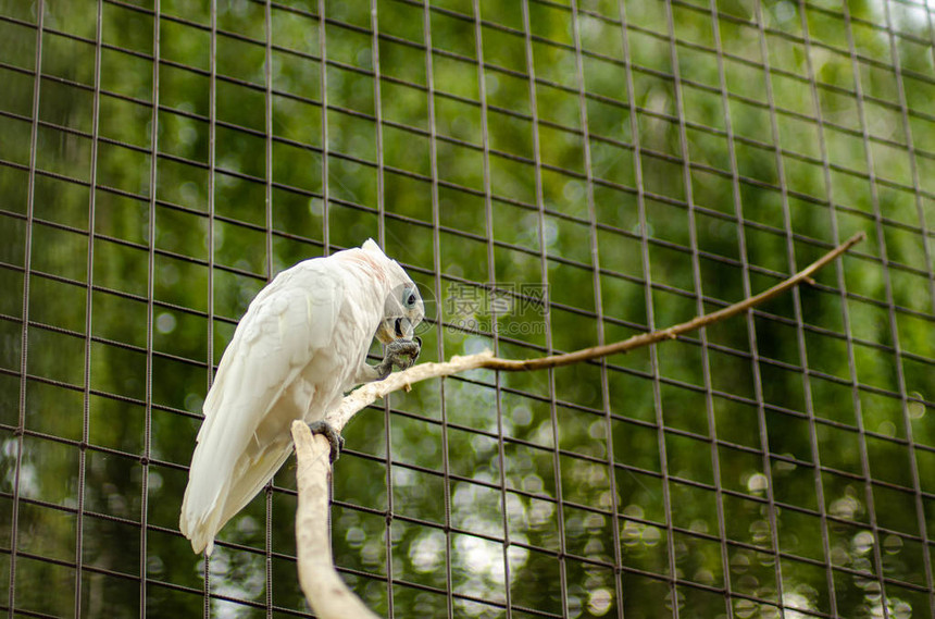 美丽的白鹦鹉关在笼子里图片